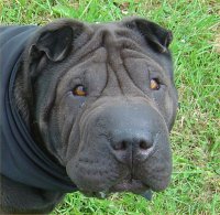 Anaalklieren problemen hond