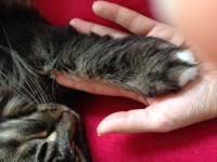 Blaasgruis en nierproblemen hond en kat